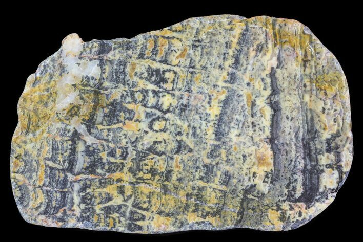 Columnar Stromatolite (Asperia) From Australia - Proterozoic #65034